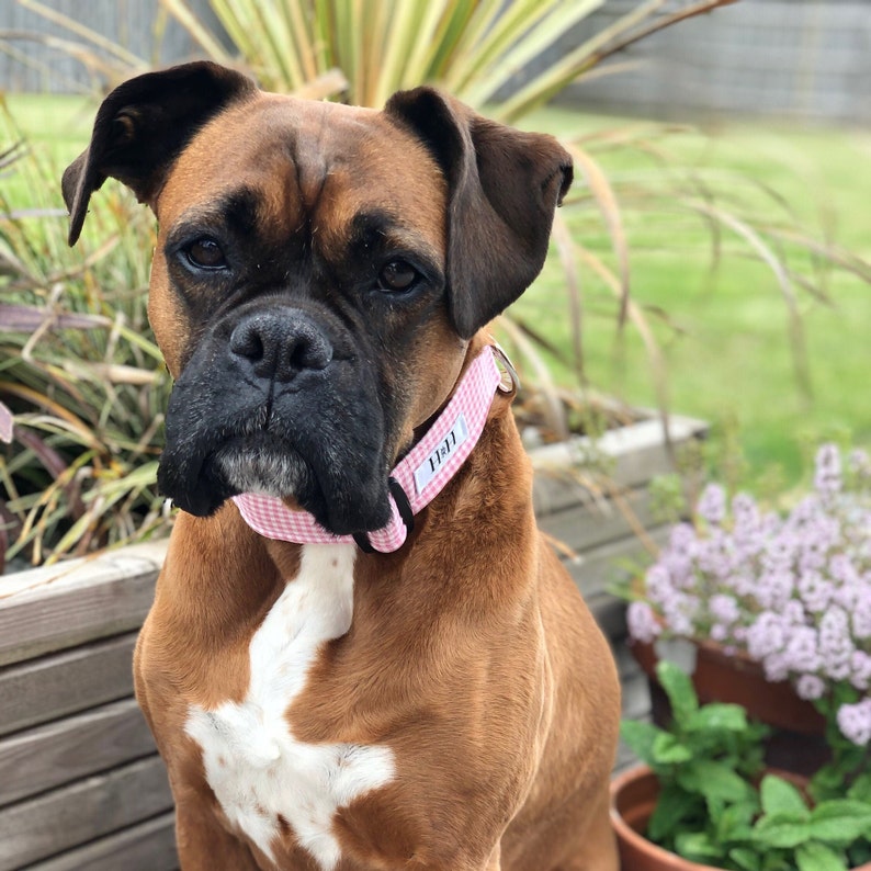 Red boxer dog in Hetty & Huxley pink gingham pet collar - size large wide