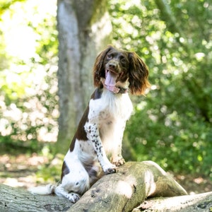 Springer Spaniel dog in Hetty & Huxley pink gingham pet collar - size medium