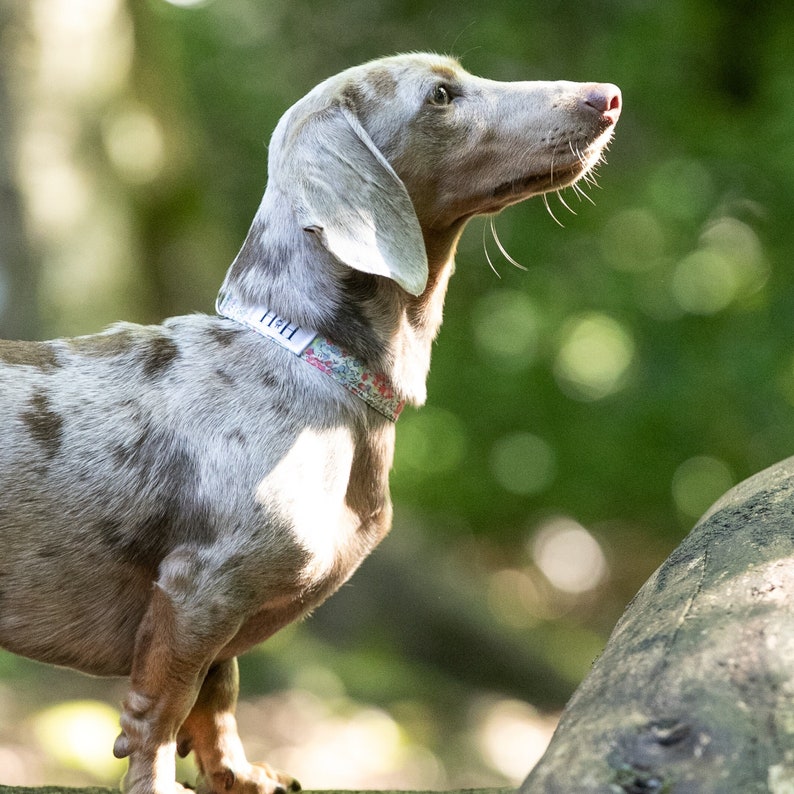 miniature dapple dachshund in Hetty & Huxley Liberty pastel floral pet collar