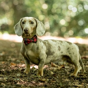 Red Tartan Dog Bow / Bowtie