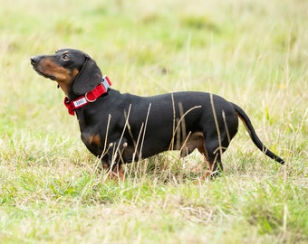 Cherry Red Dog Collar