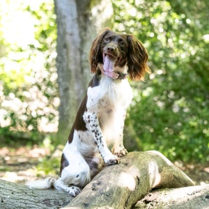 Springer Spaniel dog in Hetty & Huxley pink gingham pet collar - size medium