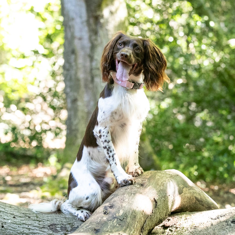 Springer Spaniel dog in Hetty & Huxley pink gingham pet collar - size medium