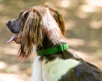 Forest Green Dog Collar