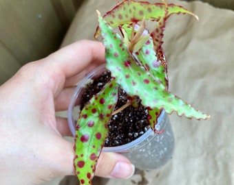 Begonia amphioxus