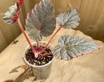 Begonia u485