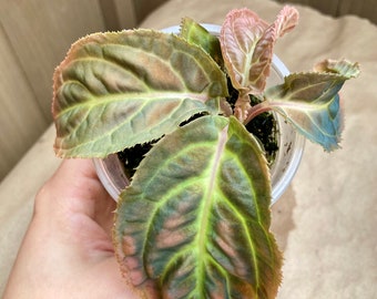 Ardisia sp. Vietnam