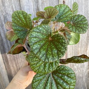 Begonia Alicida Etsy Canada