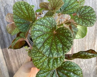 Begonia Sp Muara Wahau Etsy Ireland
