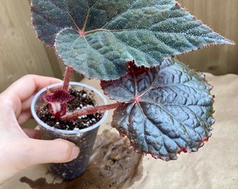 Begonia u485