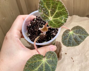 Begonia ningmingensis dark form