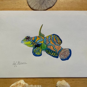 Original 5x7in Mandarin Goby Drawing zdjęcie 1