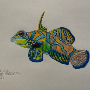 Original 5x7in Mandarin Goby Drawing zdjęcie 2