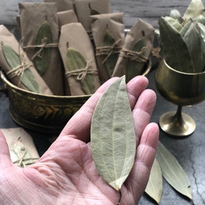 May include: A single dried bay leaf held in a hand, with a bowl of wrapped bay leaves in the background. The leaves are a light green color and have a slightly brown tint.