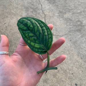 Monstera Peru Cutting, Monstera Peru Propagation, Monstera Karstenianum cutting, Green Galaxy, cutting, leaf propagation, rare houseplant