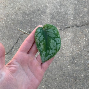 Scindapsus pictus 'Exotica' Cutting, Scindapsus pictus 'Exotica', Exotica Cutting, Propagation, Exotica Scindapsus, rare houseplant, cutting