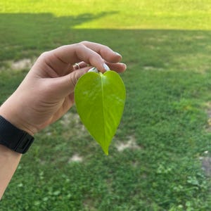 May include: A bright green, heart-shaped leaf is held up against a blurred green background. The leaf is smooth and vibrant, with a pointed tip. The background is a grassy field, with the sun shining on it.