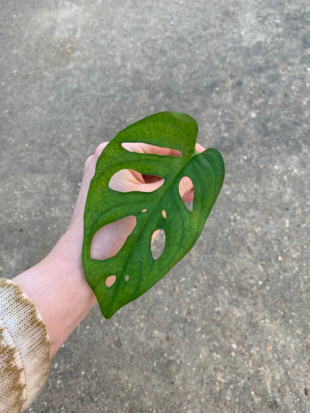 Monstera Adansonii Cutting, Monstera Adansonii 'swiss Cheese Plant