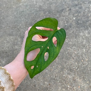 Monstera Adansonii Cutting, Monstera Adansonii &#39;swiss cheese plant&#39; propagation, adansonii cutting, wide form, houseplant cutting, rare