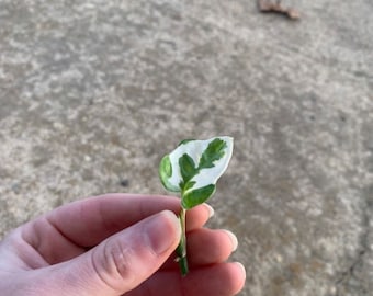 N’Joy Pothos Epipremnum aureum Propagations- Node, Cutting, Full Plant
