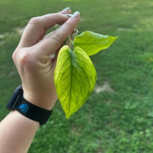 May include: Close-up of a vibrant green plant leaf with yellow variegation, held against a blurred green background. The leaf's texture and color variations are clearly visible. The image captures the natural beauty of the plant.