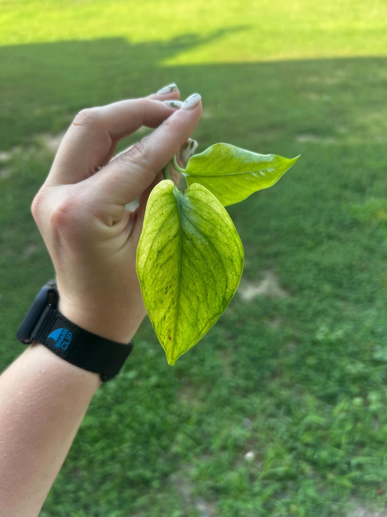 May include: Close-up of a vibrant green plant leaf with yellow variegation, held against a blurred green background. The leaf's texture and color variations are clearly visible. The image captures the natural beauty of the plant.