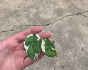 Pearls and Jade Pothos Epipremnum aureum Propagations- Node, Cutting, Full Plant