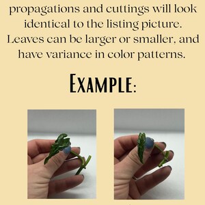 May include: The image shows two examples of plant cuttings with green leaves and stems. The text states that cuttings may vary in size and color. The New River Greenery and Wholesale logo is at the bottom.