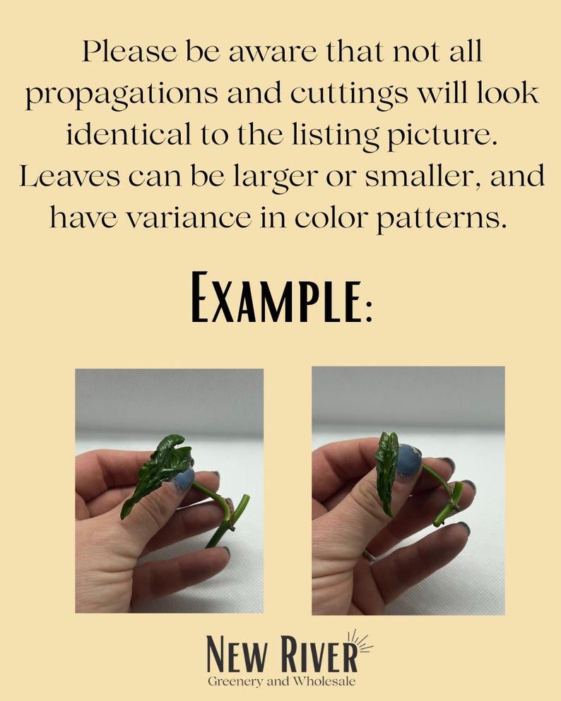 May include: The image shows two examples of plant cuttings with green leaves and stems. The text states that cuttings may vary in size and color. The New River Greenery and Wholesale logo is at the bottom.