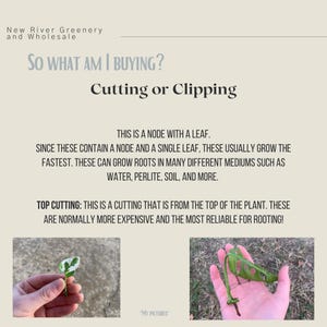 May include: Informational graphic from New River Greenery and Wholesale, titled "So What Am I Buying? Cutting or Clipping." Text explains node with leaf cuttings and top cuttings. Includes images of plant cuttings.