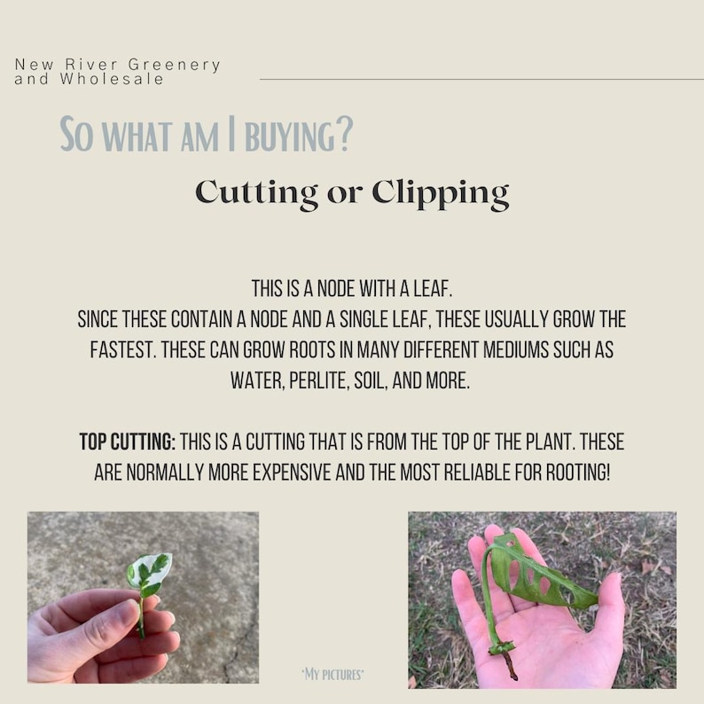 May include: Informational graphic from New River Greenery and Wholesale, titled "So What Am I Buying? Cutting or Clipping." Text explains node with leaf cuttings and top cuttings. Includes images of plant cuttings.