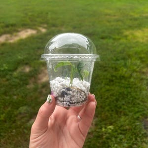 Acclimation Cups, Lids, and Media for TC Acclimation, Kit for Tissue Culture Plantlets, How to Acclimate Tissue Culture Plantlets, Acclimate