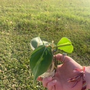 Brasil Philodendron Philodendron Hederaceum Propagations- Node, Cutting, Full Plant