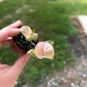 Syngonium &quot;Pink Perfection&quot; Starter Plant, Pink Syngonium,  Syngonium Podophyllum &quot;Pink Perfection&quot;, Plantlet, Starter Plant Syngonium, rare