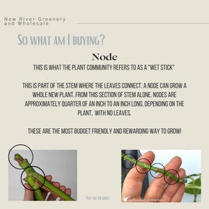 May include: Image with text explaining plant nodes, labeled as a "wet stick." The text describes nodes as the part of the stem where leaves connect, capable of growing new plants. The image shows examples of plant nodes.
