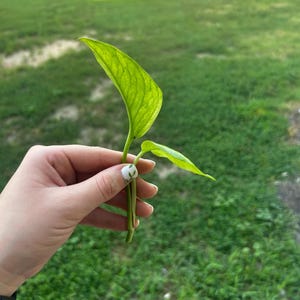 May include: A close-up of a small, green plant cutting with two leaves. The leaves are a vibrant green color with visible veins. The plant is held against a backdrop of green grass.