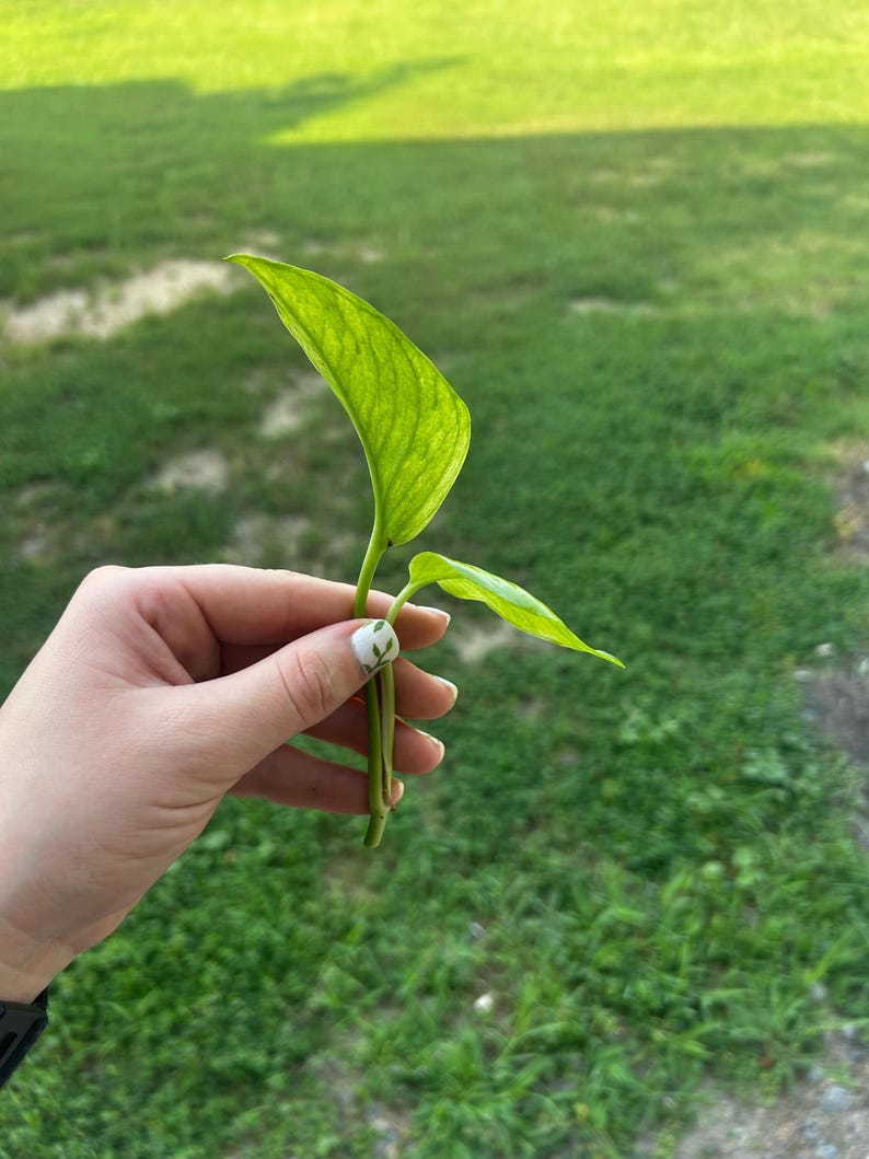 May include: A close-up of a small, green plant cutting with two leaves. The leaves are a vibrant green color with visible veins. The plant is held against a backdrop of green grass.