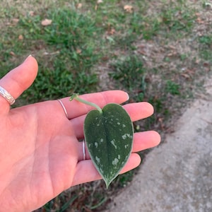 May include: A single, heart-shaped leaf with a dark green base and silver-white variegation. The leaf is held in a hand, showcasing its texture and pattern. The stem is a light green color. The background is blurred, with grass and concrete visible.