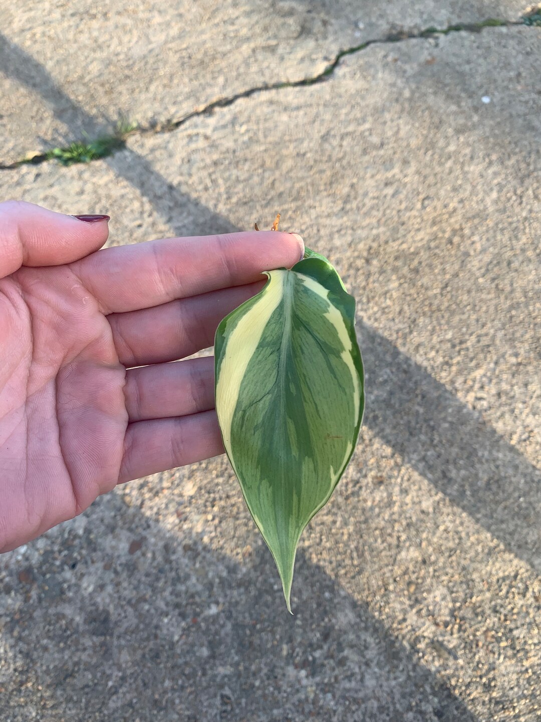 Rio Hederaceum Philodendron Rio Cutting, Philodendron Hederaceum 'rio ...