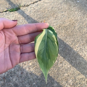 Rio Hederaceum Philodendron Rio Cutting, Philodendron Hederaceum &#39;Rio&#39;, Rio Cutting, Propagation, Philodendron Rio, rare houseplant, cutting