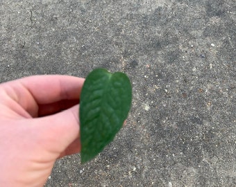 Cebu Blue Pothos, Epipremnum pinnatum Propagations- Node, Cutting, Full Plant