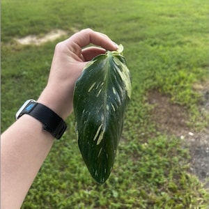 May include: A dark green leaf with white and light green variegation is held up against a green background. The leaf has a pointed shape and a smooth texture. The leaf is being held by a person wearing a black watch with a blue accent.