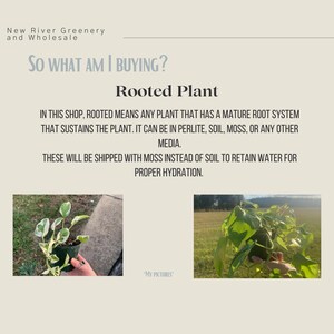 May include: An informational graphic from New River Greenery and Wholesale. The text reads "So What Am I Buying? Rooted Plant." Two images of plants are shown. The text explains that rooted plants have a mature root system and will be shipped with moss.
