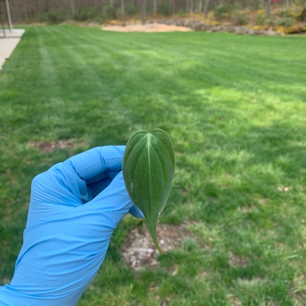 Micans Philodendron Cutting, Philodendron hederaceum var. propagation, Velvet Leaf cutting, Micans philodendron, houseplant cutting, rare