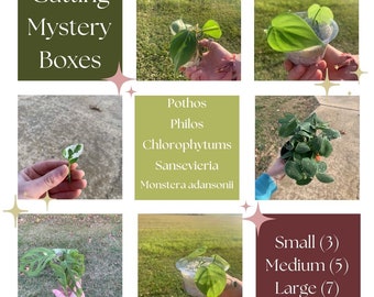 Cutting Mystery Boxes, Beginner Friendly, Surprise Cutting box, Propagation Box, Mystery propagations, Pothos, Philo, Adansonii, Sansevieria