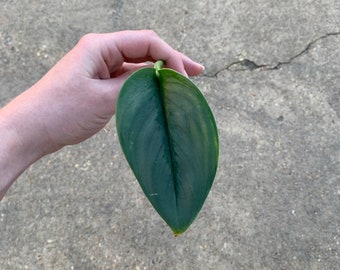 Moonlight Scindapsus, Scindapsus treubii  Propagations- Node, Cutting, Full Plant