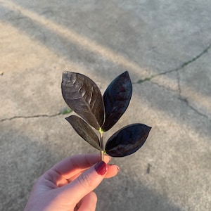 Zamioculcas Zamiifolia 'Raven' Cutting, ZZ Raven, ZZ Raven Cutting,Propagation, cutting, Zamioculcas Zamiifolia 'Raven' ZZ Raven Propegation