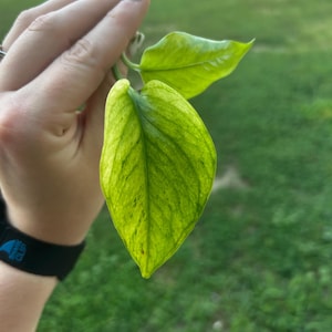 May include: Close-up of a vibrant green plant with three leaves. The leaves have a speckled pattern and are held against a blurred green background. The plant's leaves are a bright, fresh green color.