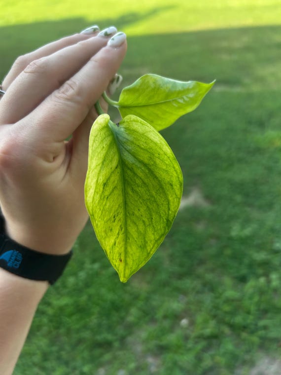 Jessenia Pothos Epipremnum aureum Propagations- Node, Cutting, Full Plant