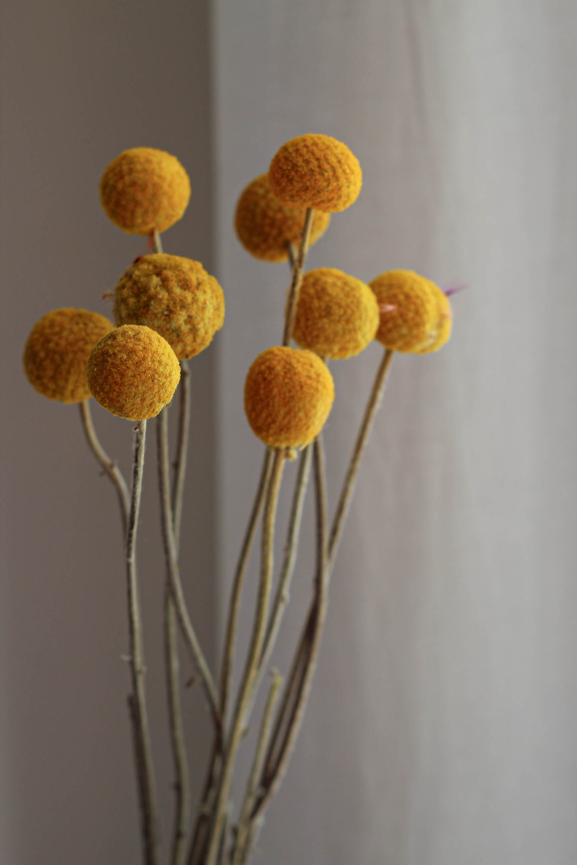 Gelbe Kugel Trockenblume Craspedia Trommelstock natur gelb Etsy Schweiz